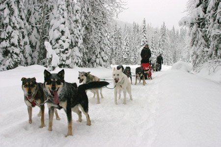 Mushing Pirineus #3